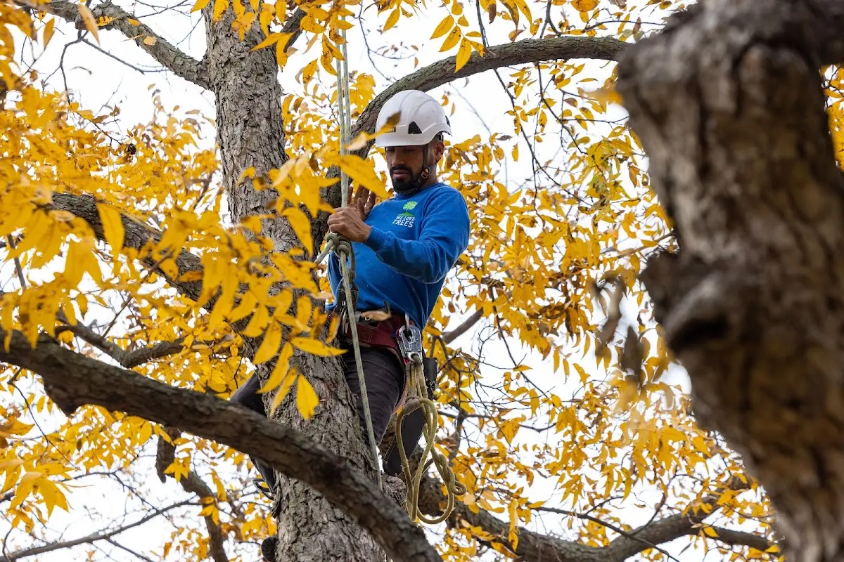 Skilled Storm Damage Cleanup crew working in Stokes