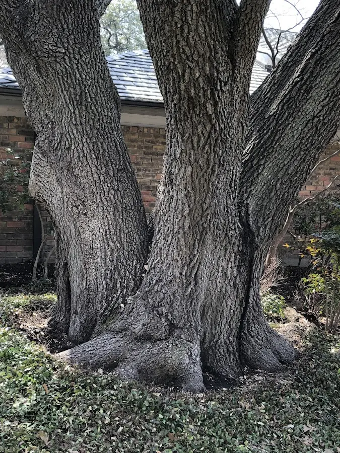 Mature heritage tree close to a Stokes property cared for by certified arborists